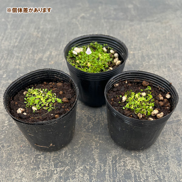 観葉植物 ウサギゴケ(兎苔)2号ポットの詳細画像3