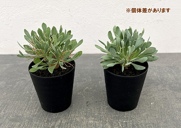 オトンナ ユーフォルビオイデス（花、ガーデニング）のおすすめ人気