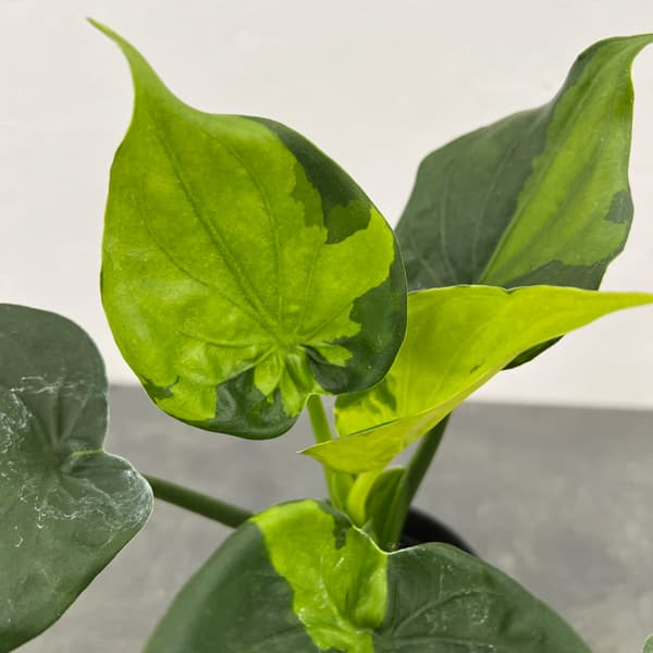 観葉植物 アロカシア ククラータ（シマクワズイモ） 斑入り 3号鉢植え