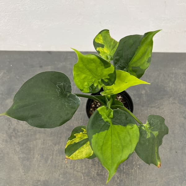 斑入り　クワズイモ　苗　株　観葉植物　アロカシア　花卉/園芸 観葉植物 アロカシア ククラータ（シマクワズイモ） 斑入り 3号鉢植え