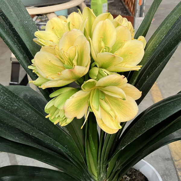 君子蘭のおすすめ人気商品一覧 通販 - Yahoo!ショッピング