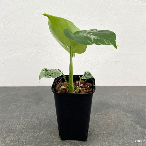 観葉植物 モンステラ デリシオーサ バルバソー 3.5号ポット26-06
