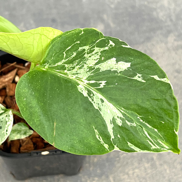 観葉植物 モンステラ デリシオーサ バルバソー 3.5号ポット26-06