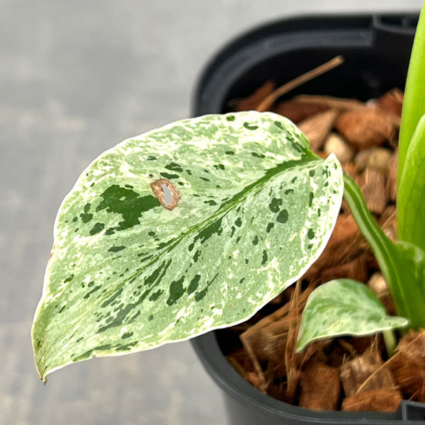観葉植物 モンステラ デリシオーサ バルバソー 3.5号ポット26-06