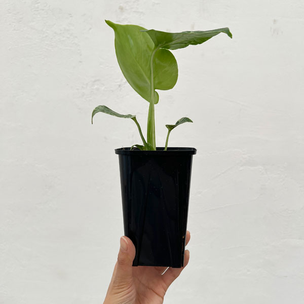 観葉植物 モンステラ デリシオーサ バルバソー 3.5号ポット26-06