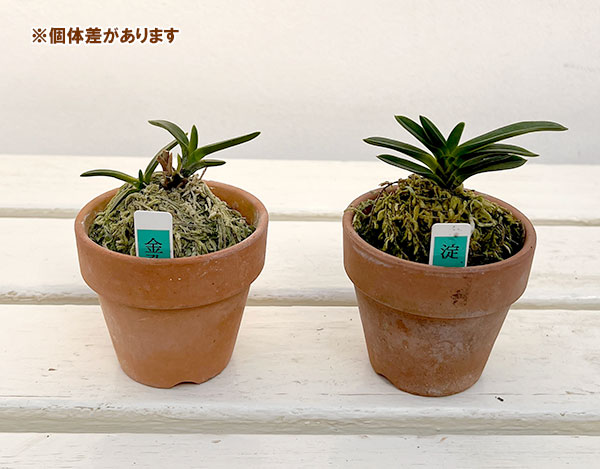 富貴蘭のおすすめ人気商品一覧 通販 - Yahoo!ショッピング