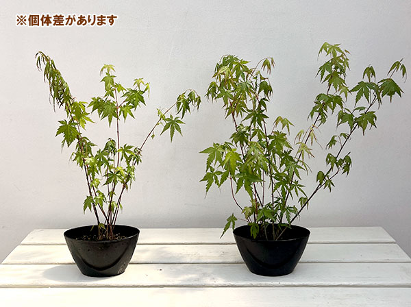イロハモミジ 鉢植えのおすすめ人気商品一覧 通販 - Yahoo!ショッピング
