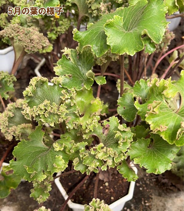 山野草の苗 ツワブキ 山本石蕗斎茂広（やまもとつわぶきさいしげひろ