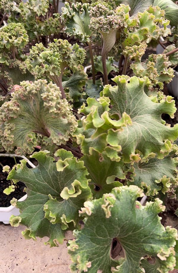 山野草の苗 ツワブキ 山本石蕗斎茂広（やまもとつわぶきさいしげひろ