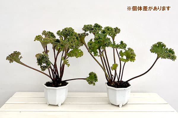 山野草の苗 ツワブキ 山本石蕗斎茂広（やまもとつわぶきさいしげひろ
