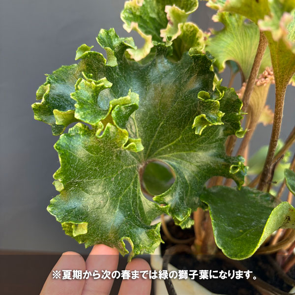 山野草の苗 ツワブキ 山本石蕗斎茂広（やまもとつわぶきさいしげひろ