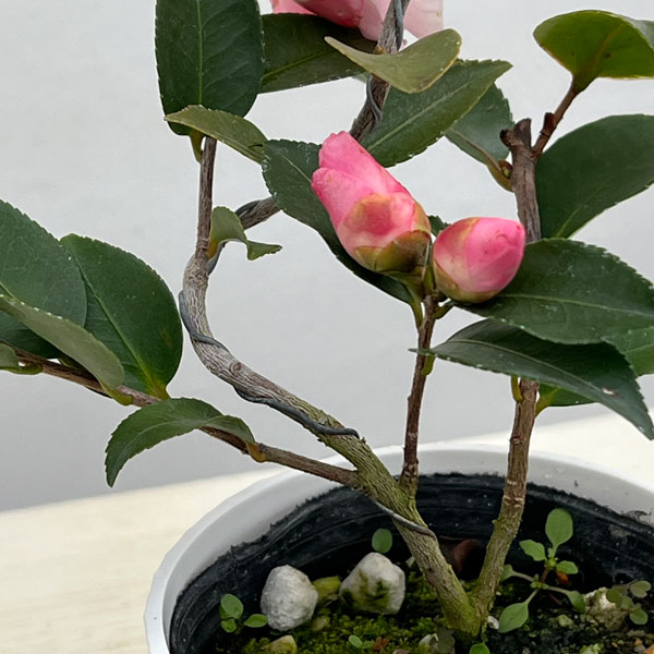 キンリョウヘン（鉢花）｜生花 | 花、ガーデニング のおすすめ人気商品