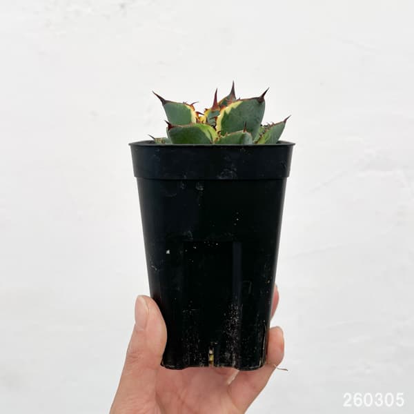 観葉植物 アガベ 鬼爪錦 2.5号鉢植え_1