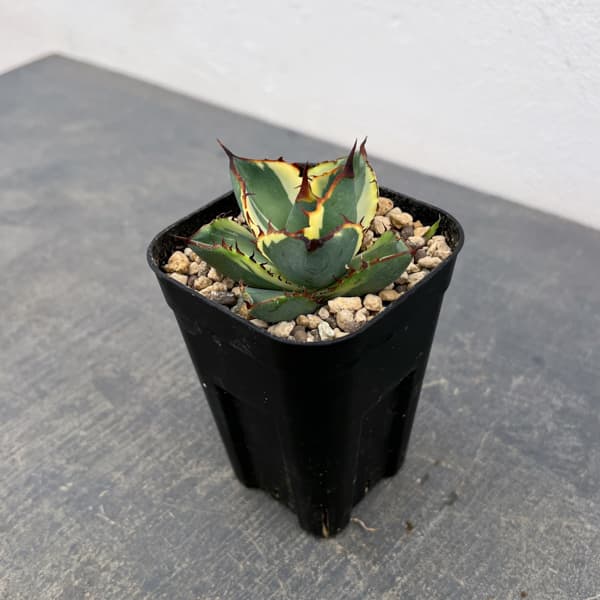 観葉植物 アガベ 鬼爪錦 2.5号鉢植え_2