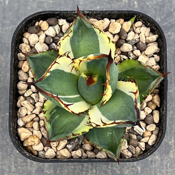 観葉植物 アガベ 鬼爪錦 2.5号鉢植え_3