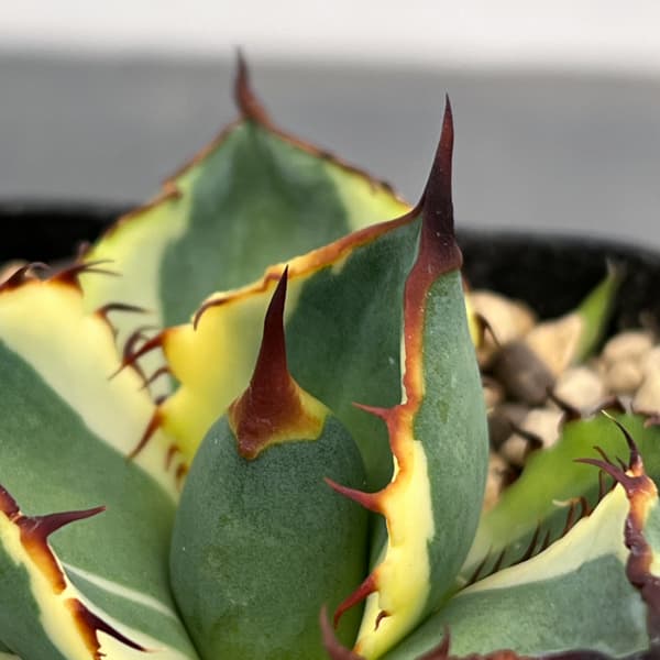 観葉植物 アガベ 鬼爪錦 2.5号鉢植え_5