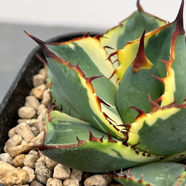 観葉植物 アガベ 鬼爪錦 2.5号鉢植え_6