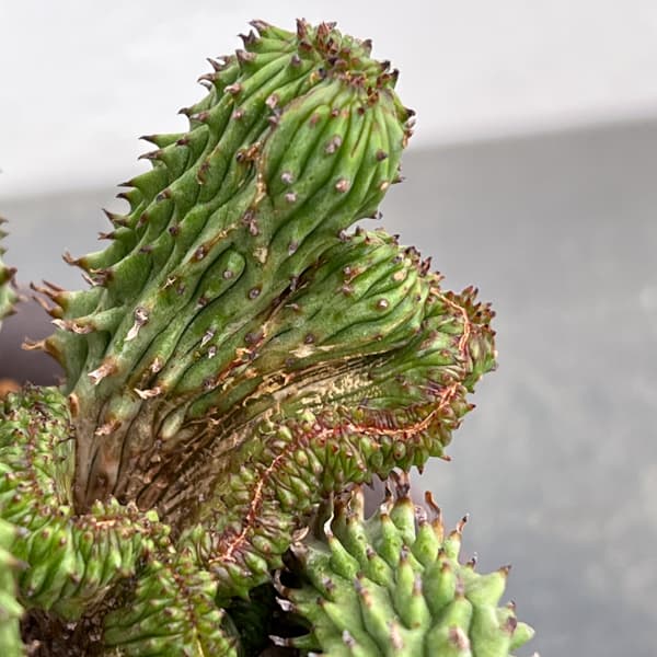 観葉植物 ユーフォルビア 紅彩閣綴化モンストローサ 4.5号鉢植え26-01