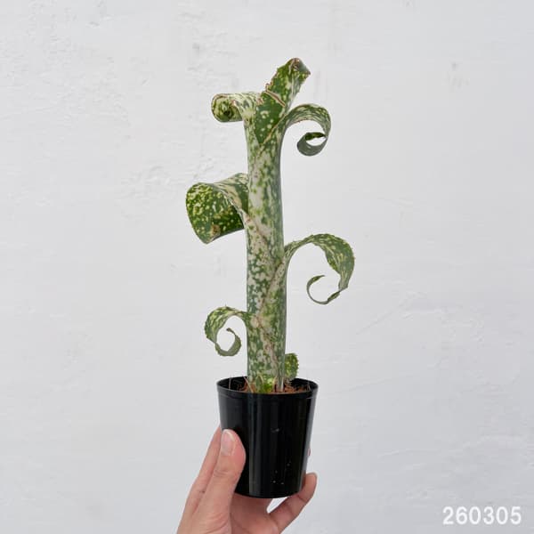 ビルベルギア（花、ガーデニング）のおすすめ人気商品一覧 通販