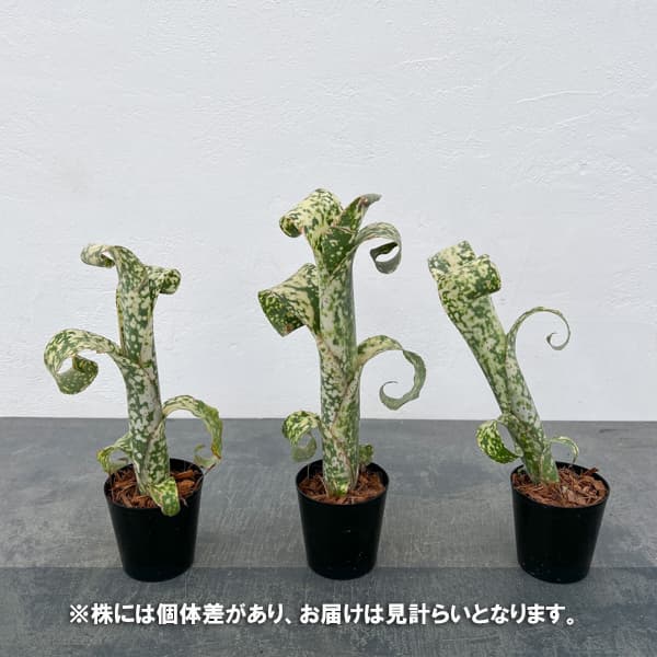 ビルベルギアの商品一覧 通販 - Yahoo!ショッピング