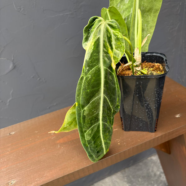 観葉植物 アンスリウム ワロクアナム ミューテ...の詳細画像2