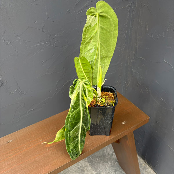 観葉植物 アンスリウム ワロクアナム ミューテ...の詳細画像3