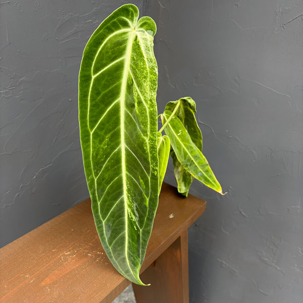 アンスリウム ワロクアーナムのおすすめ人気商品一覧 通販 - Yahoo