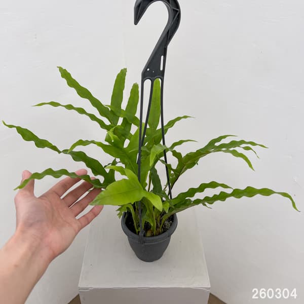 観葉植物 ドリナリア クエルシフォリア 3.5...の詳細画像1