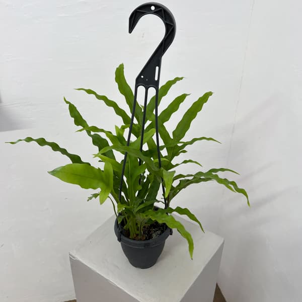 観葉植物 ドリナリア クエルシフォリア 3.5...の詳細画像2