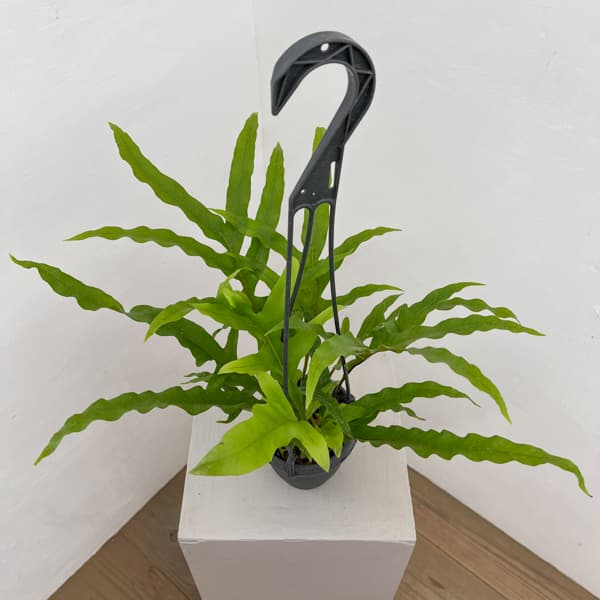 観葉植物 ドリナリア クエルシフォリア 3.5...の詳細画像3