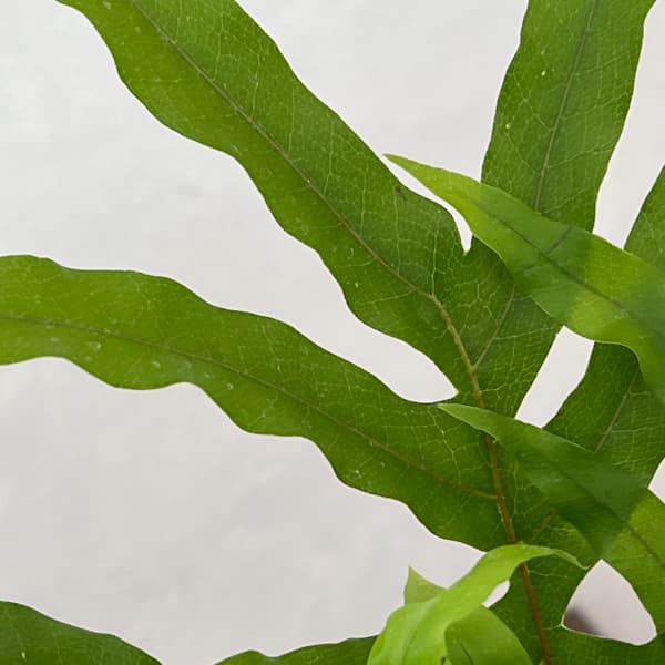 観葉植物 ドリナリア クエルシフォリア 3.5...の詳細画像4