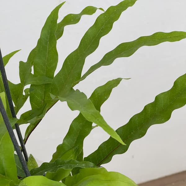 観葉植物 ドリナリア クエルシフォリア 3.5...の詳細画像5