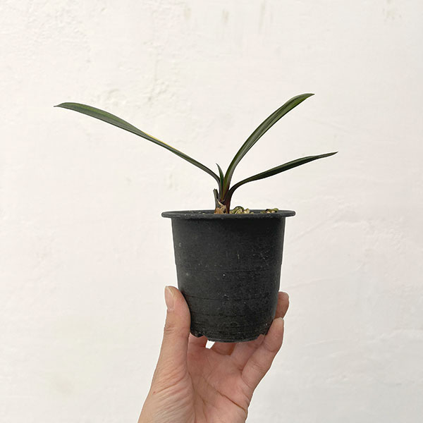 観葉植物 クンシラン(君子蘭) 黄斑入り 3号ポットの詳細画像1
