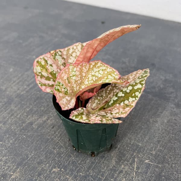 ベゴニア 品種（観葉植物） | 花、ガーデニング のおすすめ人気商品