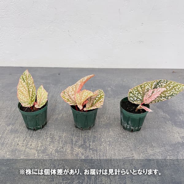 木立 ベゴニアのおすすめ人気商品一覧 通販 - Yahoo!ショッピング