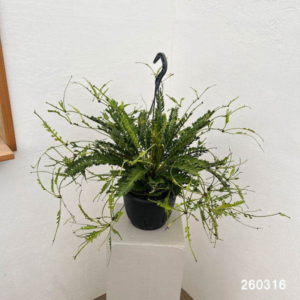観葉植物 アスプレニウム ケンゾイ（オニヒノキシダ） 7号吊り鉢_1