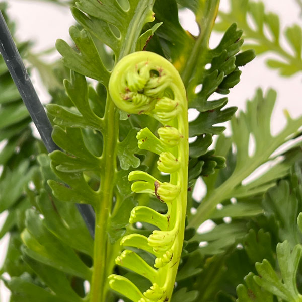 観葉植物 アスプレニウム ケンゾイ（オニヒノキシダ） 7号吊り鉢_4