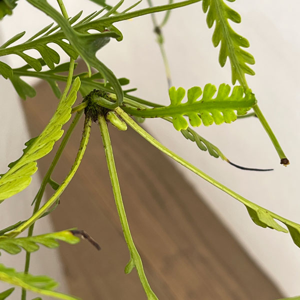 観葉植物 アスプレニウム ケンゾイ（オニヒノキシダ） 7号吊り鉢_5