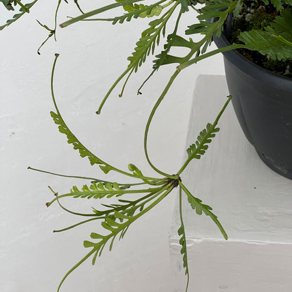 観葉植物 アスプレニウム ケンゾイ（オニヒノキシダ） 7号吊り鉢_2