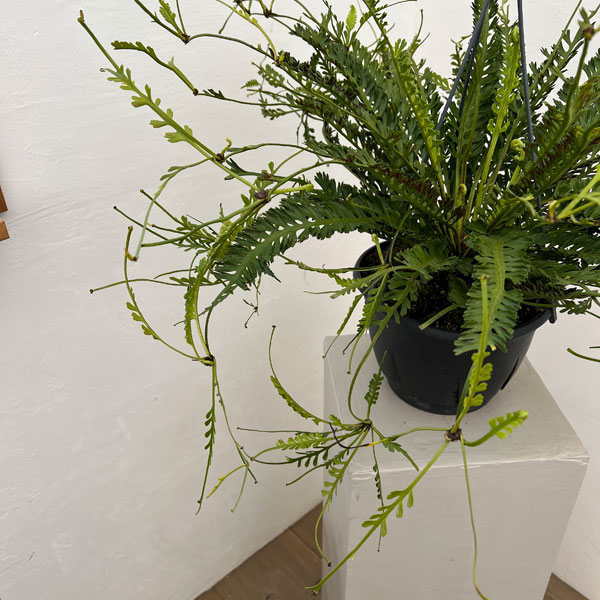 観葉植物 アスプレニウム ケンゾイ（オニヒノキシダ） 7号吊り鉢_3
