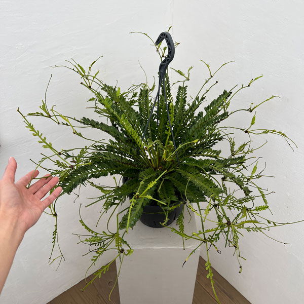 観葉植物 アスプレニウム ケンゾイ（オニヒノキシダ） 7号吊り鉢_6