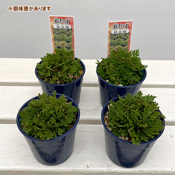 イワヒバ 種類（盆栽、苔玉） | 花、ガーデニング のおすすめ人気商品
