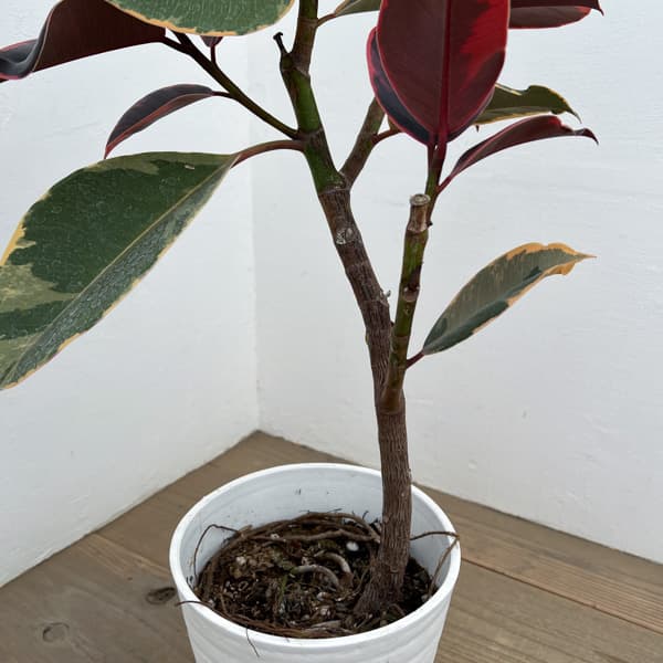 フィカス ルビー（観葉植物） | 花、ガーデニング の商品一覧 通販