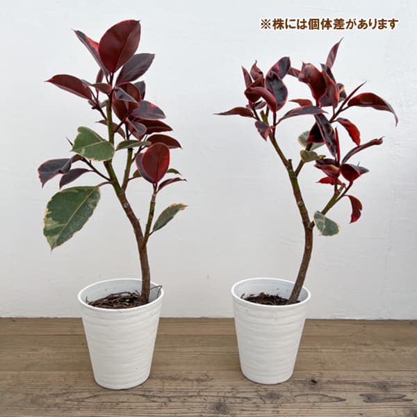 フィカス ルビー（観葉植物） | 花、ガーデニング のおすすめ人気商品