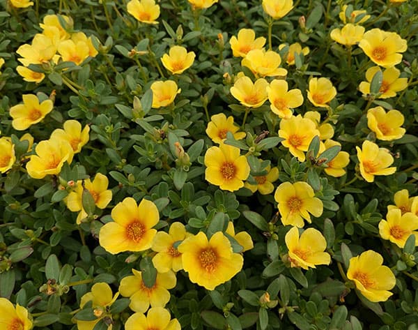 草花の苗 ポーチュラカ ラヴァ イエロー3.5...の詳細画像3