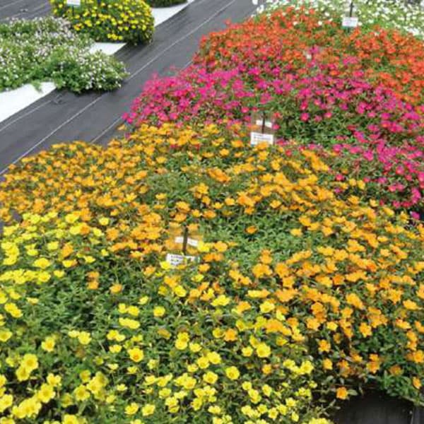 草花の苗 ポーチュラカ ラヴァ イエロー3.5...の詳細画像4
