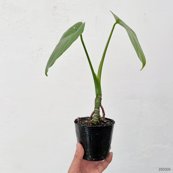 観葉植物 モンステラ 実生根上がり仕立て 3号ポットの詳細画像1