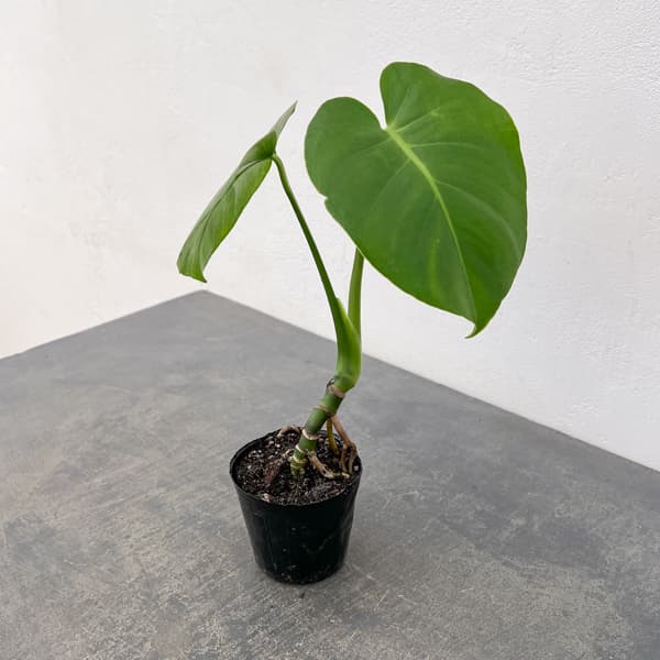 観葉植物 モンステラ 実生根上がり仕立て 3号ポットの詳細画像2