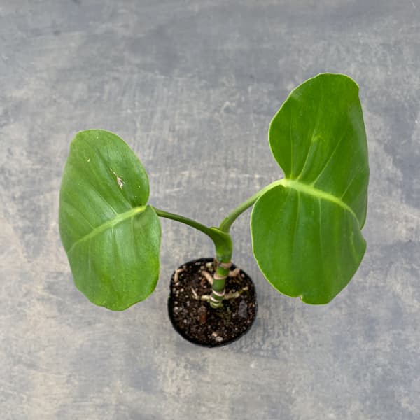 観葉植物 モンステラ 実生根上がり仕立て 3号ポットの詳細画像3