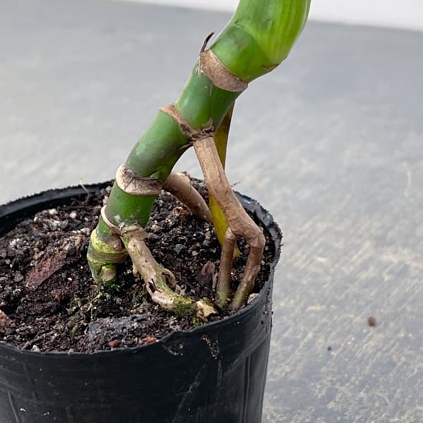 観葉植物 モンステラ 実生根上がり仕立て 3号ポットの詳細画像4